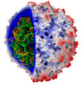Panoramica di STMV, che mostra il capside protettivo che racchiude il genoma del virus.